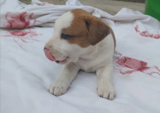 Orijinal Jack russel bebekler